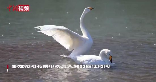 |ZԿvŵ